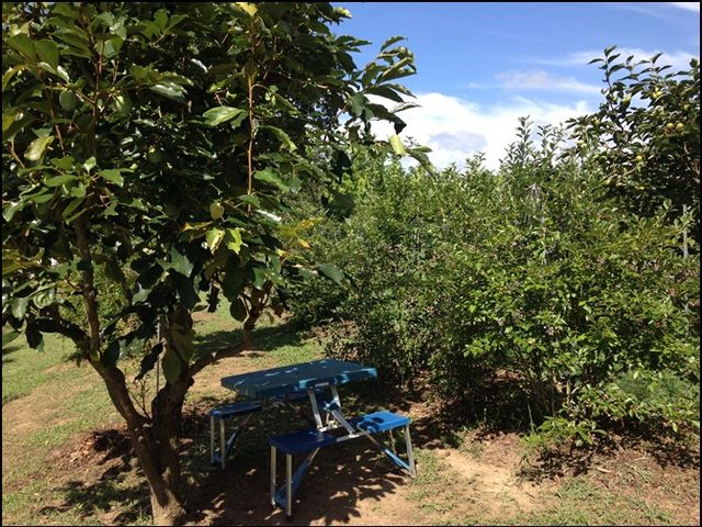 1号園の畑で120本ほどあり柿の木の下に木陰ができて涼しいです。_BlueBerryはるな園
