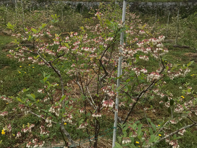 満開のブルーベリーの花_BlueBerryはるな園