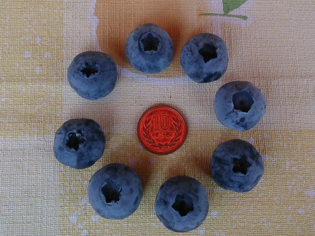 Apple&Blueberry Garden ともきよ