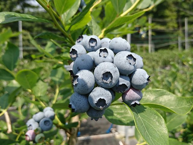 Apple&Blueberry Garden ともきよ
