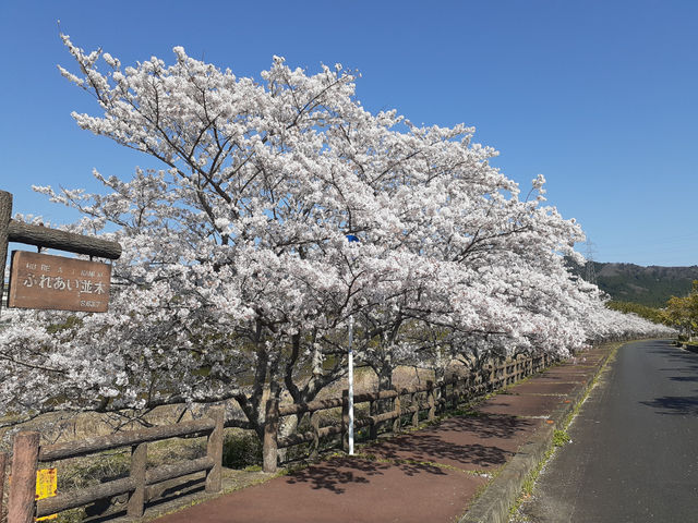大山田B&G海洋センター周辺の桜(ふれあい並木)