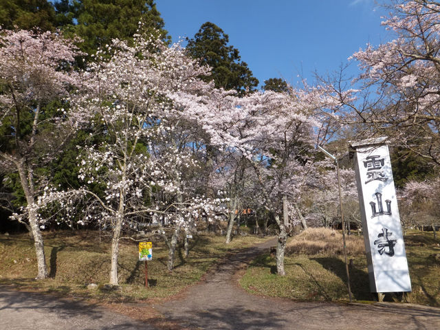 霊山寺の桜