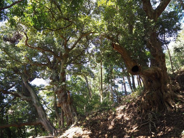 鹿野山自然学校