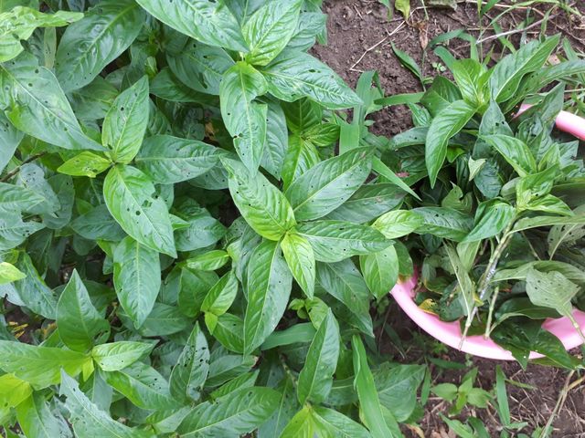 蓼藍の葉_南阿蘇 草木染工房 香房やまぶどう
