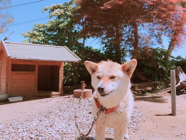 齋藤ガーデン〜田舎カフェ〜