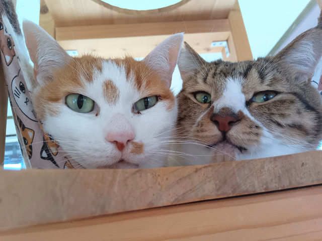 仲良し_保護猫カフェ funnyCat