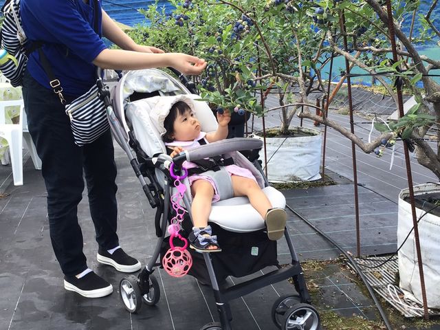サンビレッジ四万十のブルーベリー園