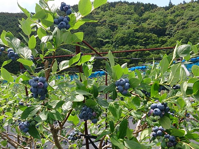 サンビレッジ四万十のブルーベリー園