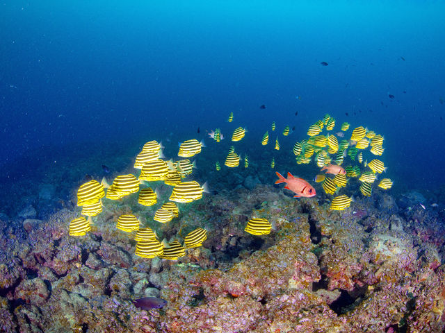 ☆水中は南の島のような熱帯魚がたくさん☆_ARK Diving Shop 串本店