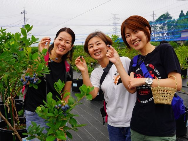 摘み取り体験では完熟の甘いブルーベリーを楽しんでいただけます_エクスファーム〜極上ブルーベリー体験〜