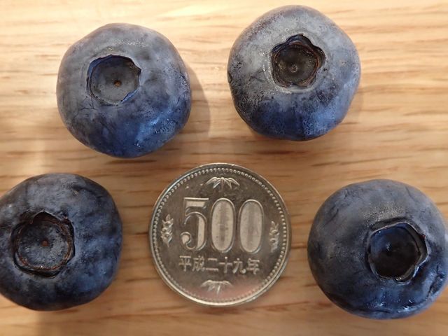 100円大は当たり前、500円大のブルーベリーも多く実ります_エクスファーム〜極上ブルーベリー体験〜
