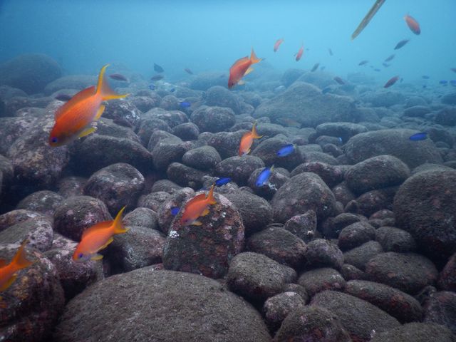 綺麗な魚たちが歓迎してくれます。_マリンオフィサーズクラブ