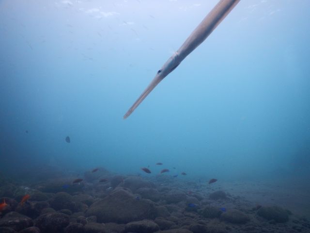 ヤガラが小魚を狙っています。捕食がみれるかも_マリンオフィサーズクラブ