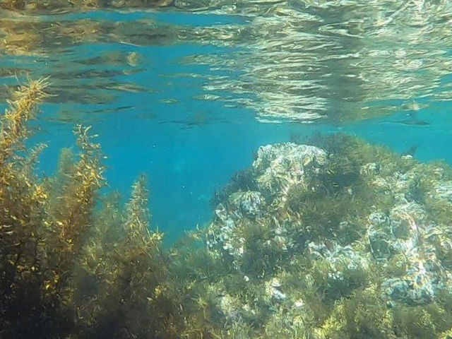 透明度の高い海で熱帯魚の姿を見ることもできます。_GOGO SUP&CAFE