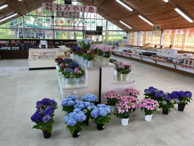 園内では、あじさいの鉢植えも販売しています。_ささやま玉水