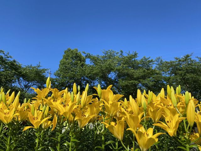 ささやま玉水