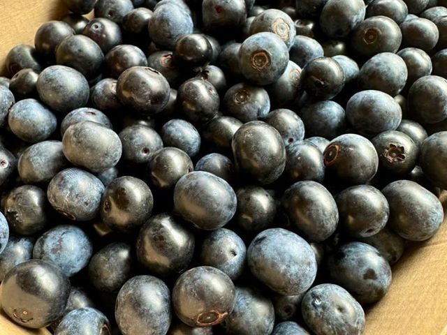 自分で摘んだブルーベリーはお持ち帰りも可能です。 お持ち帰りは別料金となります。一パック約400g程はいります。
_のんびり山