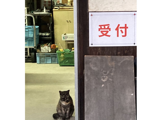 受付でにゃあが、待っている様子。_スカラベファーム