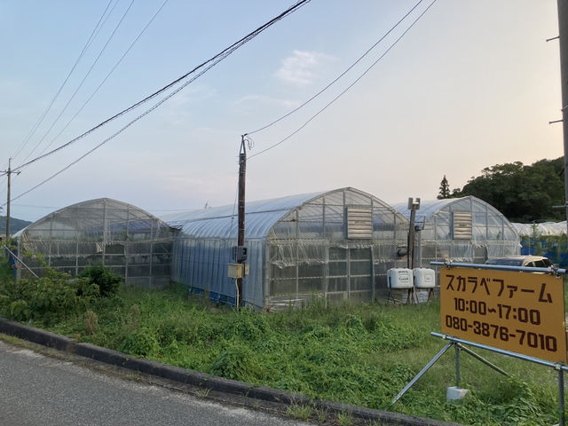 ハウス_スカラベファーム