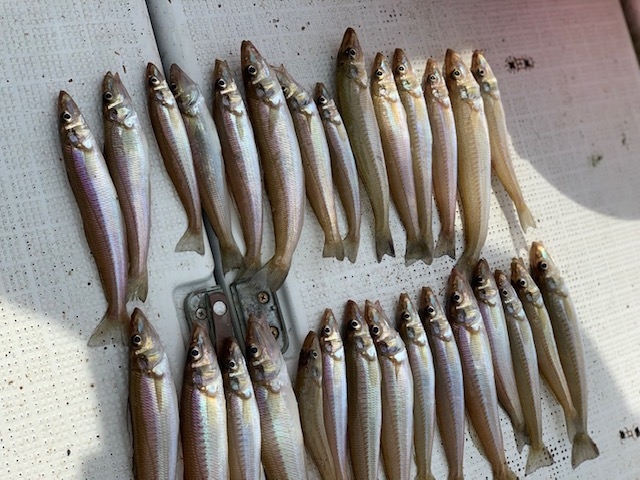 キスの釣果。並べてみました。_オーシャンクルーズ