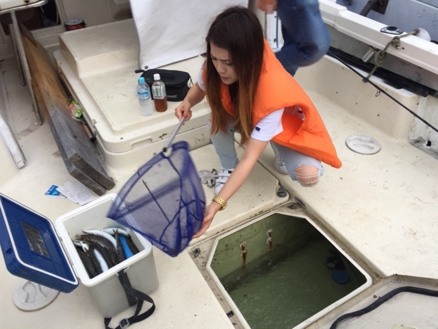 釣った魚はいったん船内いけすへ、その後クーラーボックスへ_オーシャンクルーズ