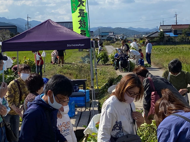昨年の刈り取り体験の様子です。_丹波ふるさと村