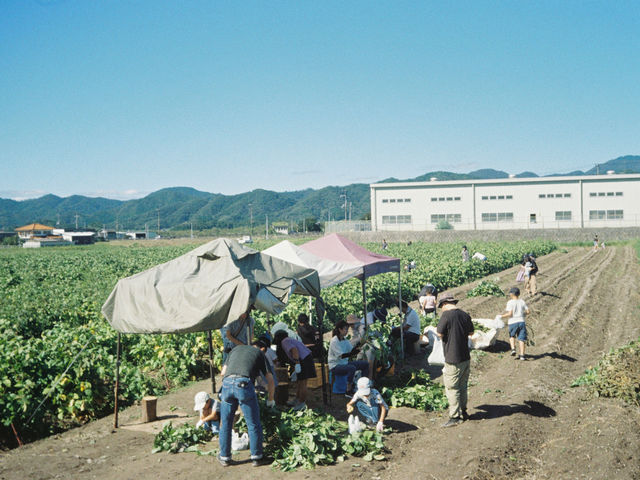 テントの下で豆だけにしてお持ち帰りいただけます_丹波ふるさと村