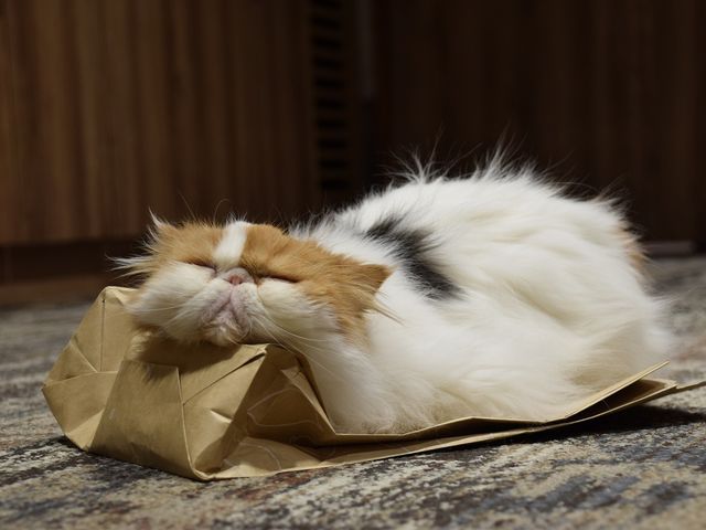 猫カフェ きゃりこ 吉祥寺店