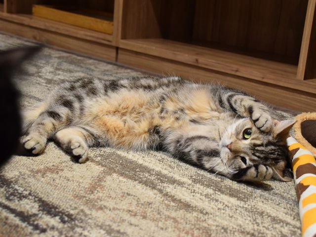 猫カフェ きゃりこ 吉祥寺店