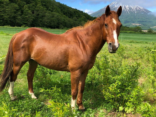 Horse back country