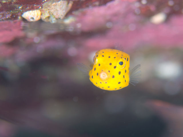 DIVE 愛南