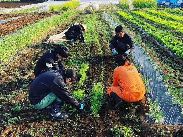 収穫の様子_綾善farm