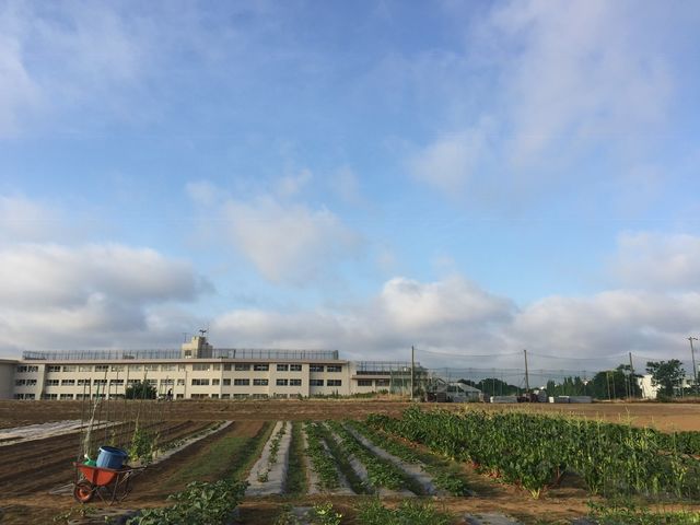 畑の様子_綾善farm