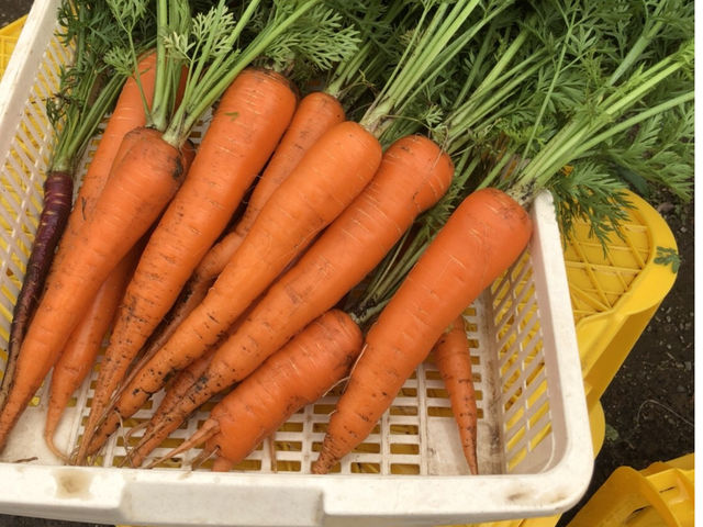 収穫した人参_綾善farm