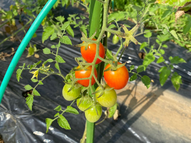 トマト_綾善farm