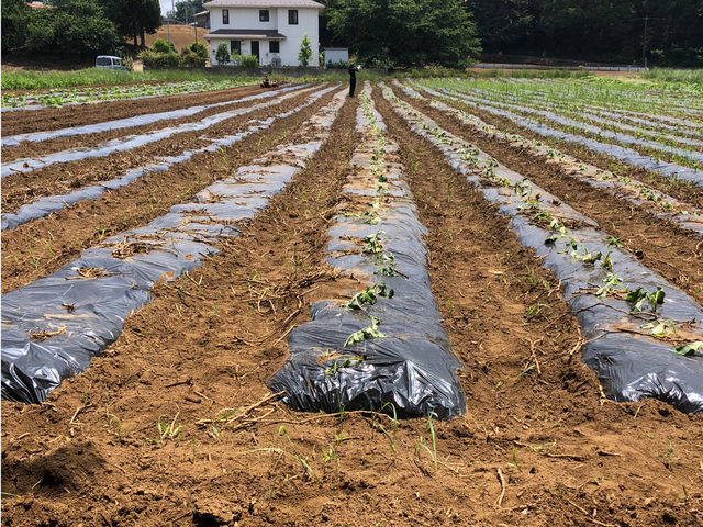 畑の様子_綾善farm