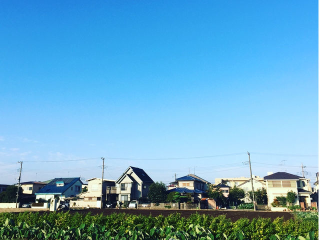 畑の様子_綾善farm