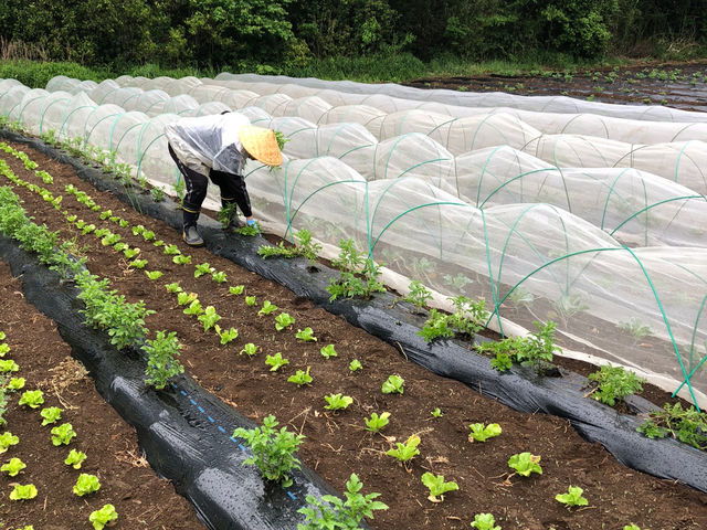 農作業の様子_綾善farm