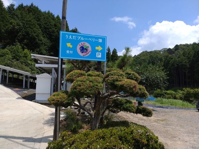うえだブルーベリー畑