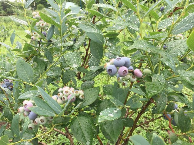 ブルーベリー_Nicolo Vineyard & Berry Garden