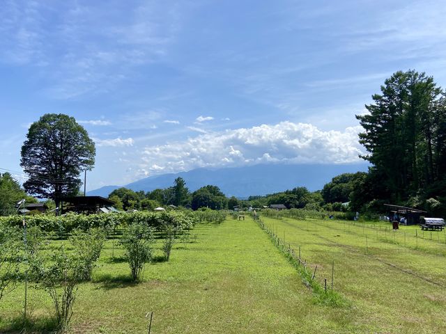 南アルプスを望んで_Nicolo Vineyard & Berry Garden