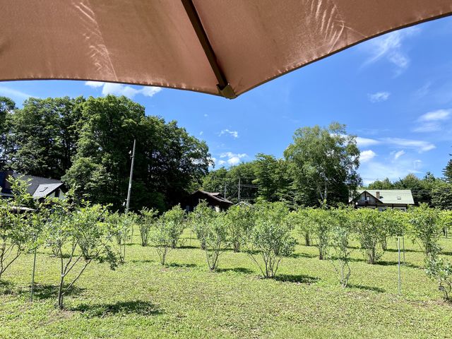 整然と_Nicolo Vineyard & Berry Garden