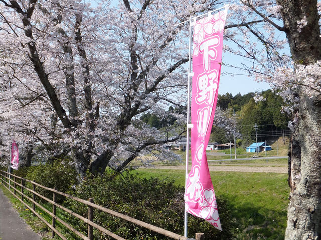 下野川の桜並木