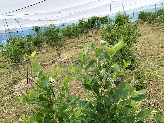 藏原の圃場です。220本7年目で今年は沢山の収穫が見込まれます。
園全体では
700本、30種類以上のブルーベリーの味の違いをお楽しみください。
_八ヶ岳ブルーベリーファーム