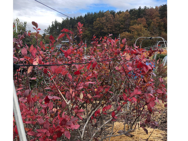 秋の紅葉も綺麗です。_八ヶ岳ブルーベリーファーム