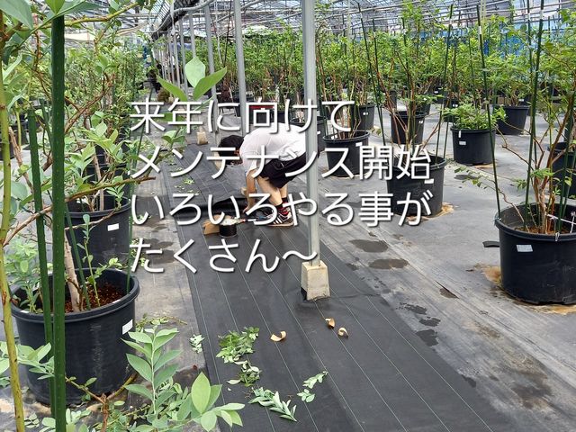 メンテナンス中
シートの補修や剪定作業_小さなブルーベリー園 in 江田島