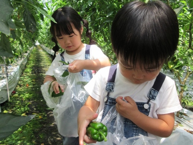 小さな子供さんでも、楽しく収穫できますよ。_株式会社東九農園