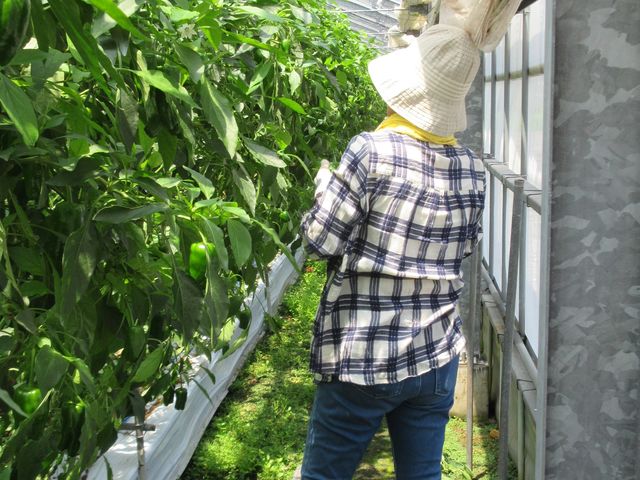 孫たちが集中している間に、おばあちゃんも収穫を楽しんでいます。_株式会社東九農園