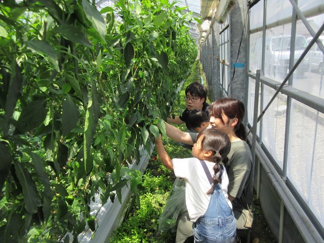 晩ご飯のおかずを話しながら、収穫しています。_株式会社東九農園