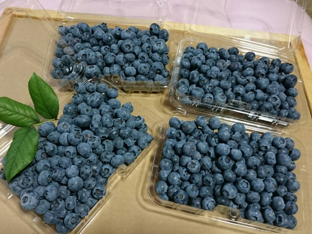 おおしまブルーベリーファーム
